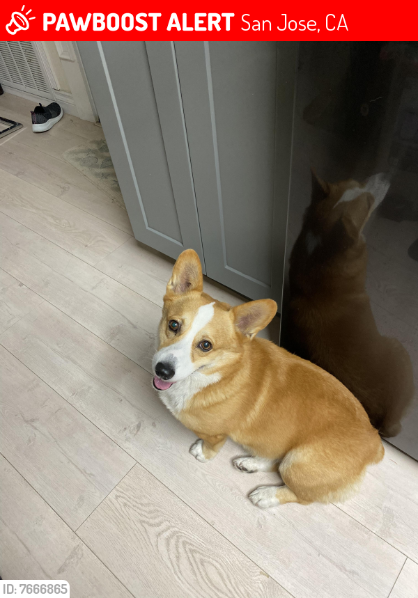 Lost Male Dog last seen McLaughlin ave cross with Tully Rd, San Jose, CA 95121