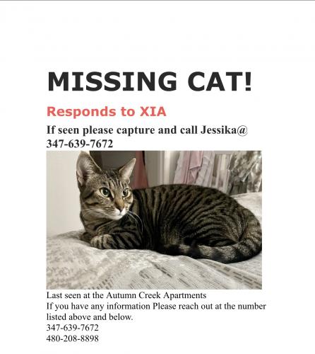 Lost Female Cat last seen McQueen Rd/Orchird Ave, Chandler, AZ 85225