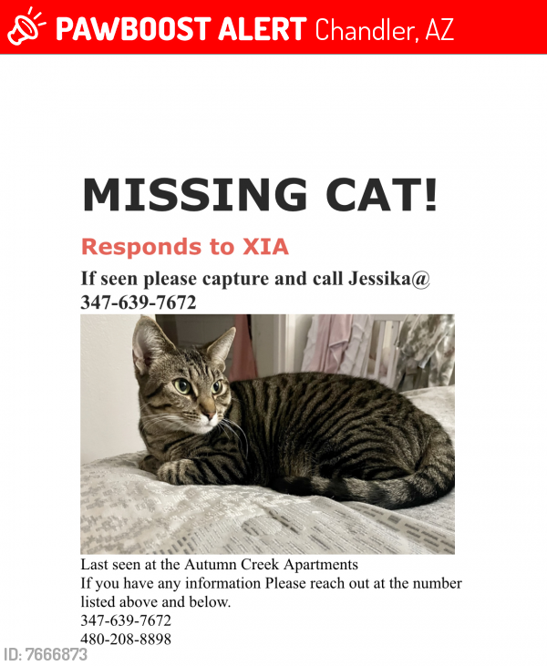 Lost Female Cat last seen McQueen Rd/Orchird Ave, Chandler, AZ 85225
