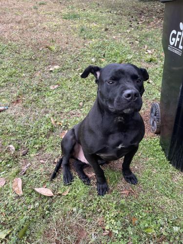 Found/Stray Male Dog last seen Tara Elementary School, Morrow, GA 30260