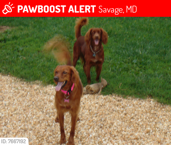 Lost Male Dog last seen Baldwin Street, Savage, MD 20763