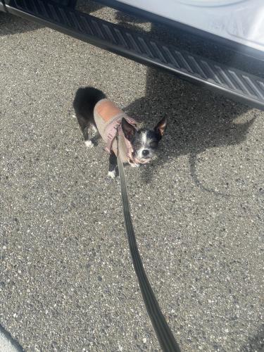 Found/Stray Unknown Dog last seen Blooson hill and Snell , San Jose, CA 95118