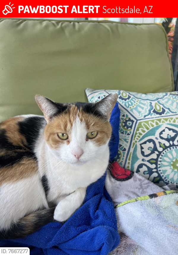 Lost Female Cat last seen Camelback and 82nd St (or Granite Reef), Scottsdale, AZ 85251