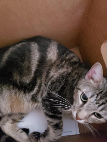 Lost Male Cat last seen Mandalay Drive., Arlington, TX 76016