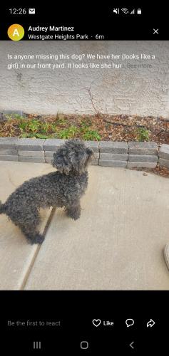 Found/Stray Female Dog last seen Unser and Rio Bravo, Albuquerque, NM 87121