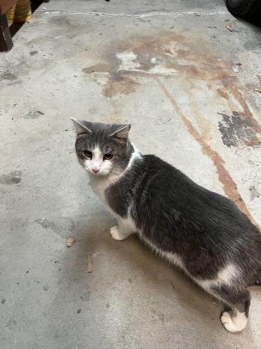 Found/Stray Male Cat last seen Rutters, Duncansville, PA 16635