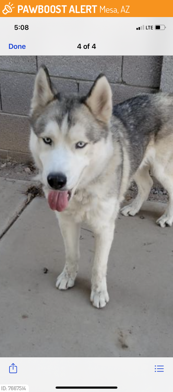 Found/Stray Unknown Dog last seen Stapley and southern , Mesa, AZ 85204