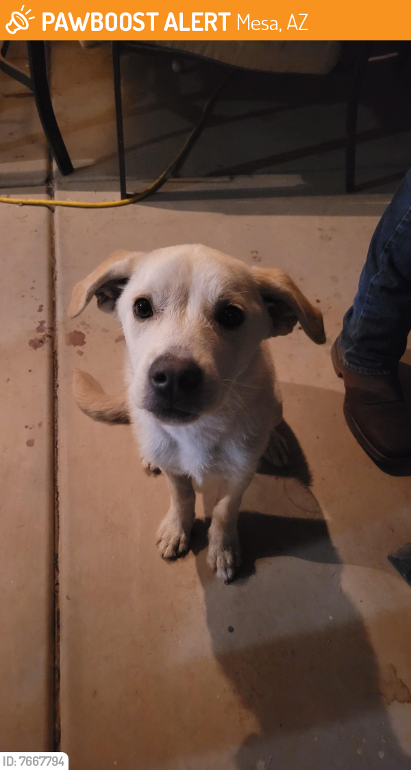 Found/Stray Male Dog last seen 24th St between Southern and the 60, Mesa, AZ 85204