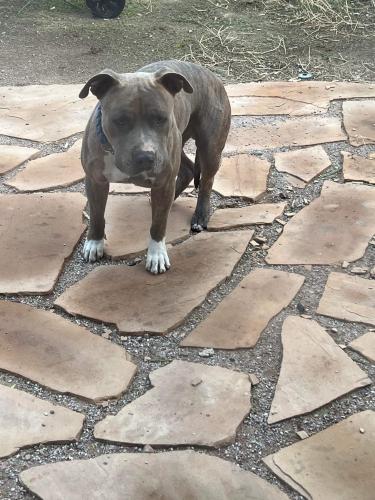 Found/Stray Male Dog last seen Crismon & Broadway, Golden Crest Terrace, AZ 85208
