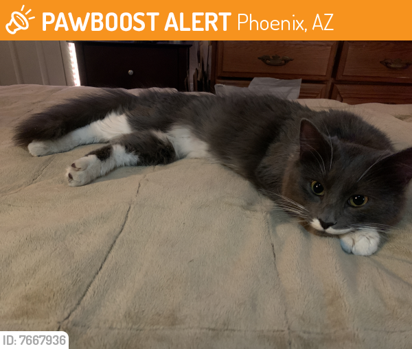 Rehomed Unknown Cat last seen Legacy Golf Course, Phoenix, AZ 85042