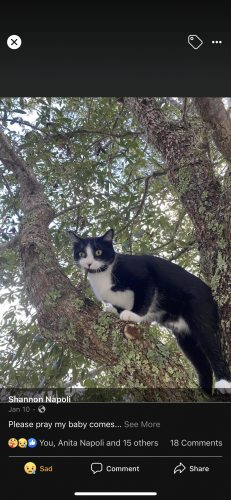 Lost Male Cat last seen Near Five Oaks Lane , Green Cove Springs, FL 32043