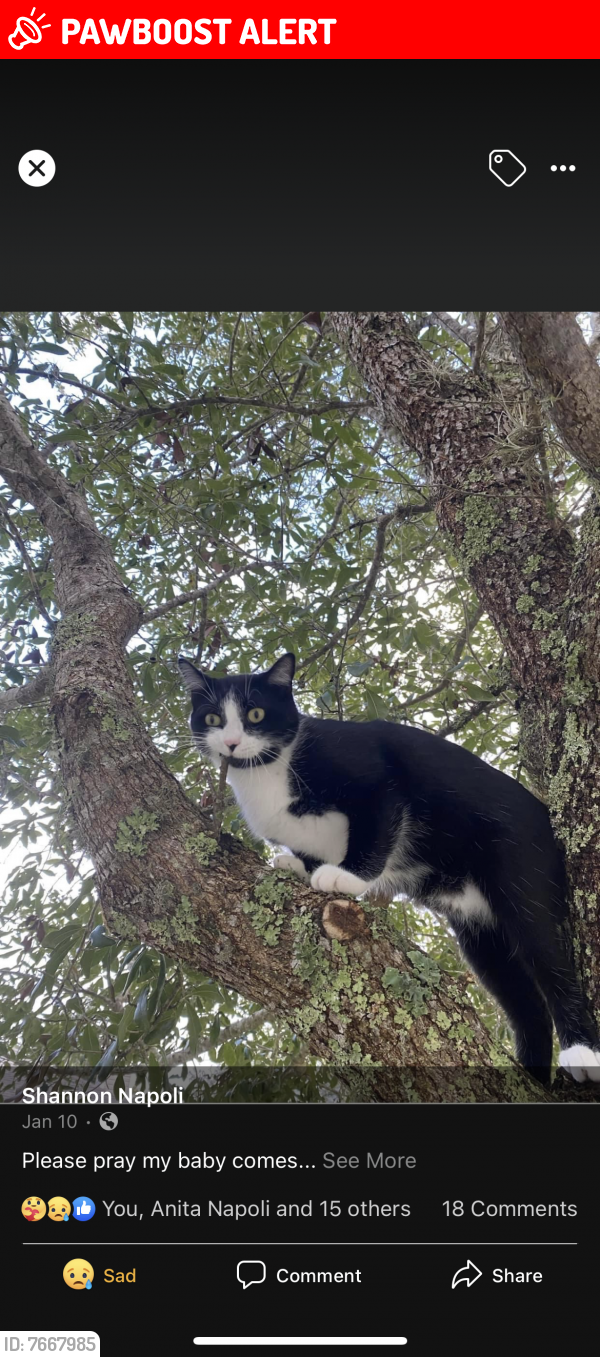 Lost Male Cat last seen Near Five Oaks Lane , Green Cove Springs, FL 32043