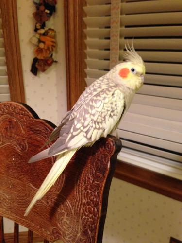 Lost Female Bird last seen Sunshine Ct and Gallegos Ave, Fremont, CA 94539