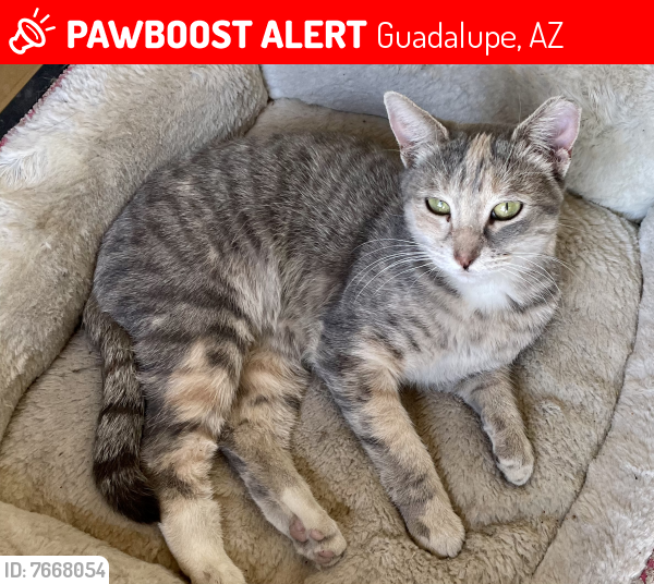 Lost Female Cat last seen Guadalupe/Hardy, Guadalupe, AZ 85283