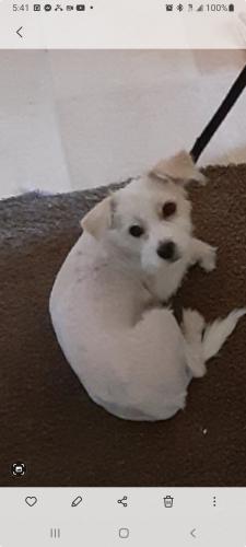 Lost Male Dog last seen 31st ave and indianschool, Phoenix, AZ 85017