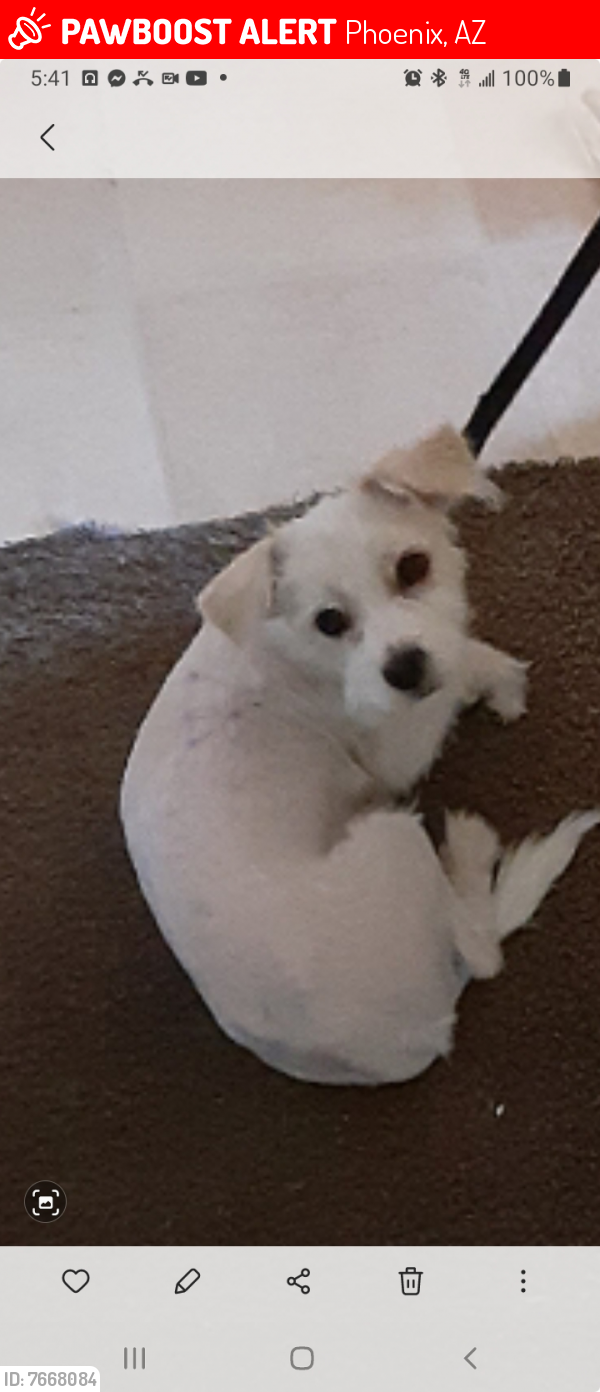 Lost Male Dog last seen 31st ave and indianschool, Phoenix, AZ 85017