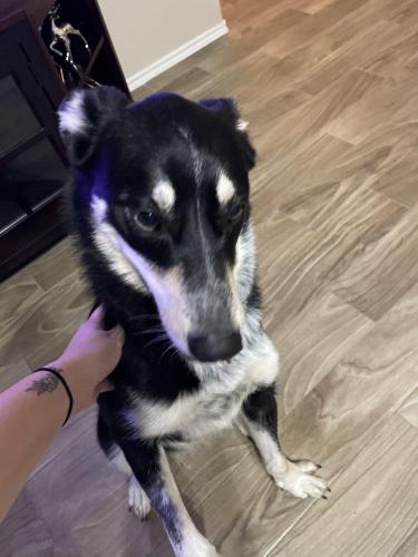 Found/Stray Female Dog last seen Colonial Manor and Colonial Parkway , Katy, TX 77493