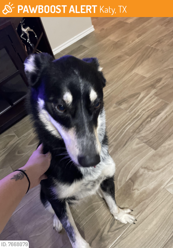 Found/Stray Female Dog last seen Colonial Manor and Colonial Parkway , Katy, TX 77493