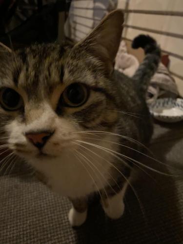 Found/Stray Unknown Cat last seen 13th st and st James , San Jose, CA 95112