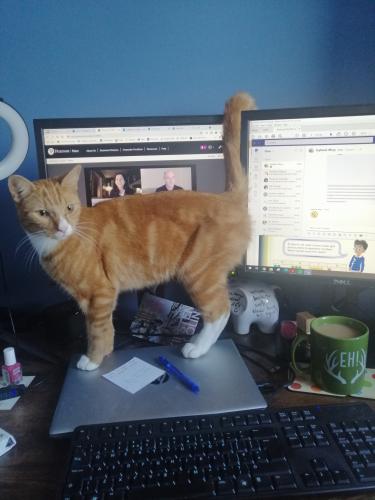 Lost Male Cat last seen Great Western Park, Didcot, Oxfordshire, England OX11