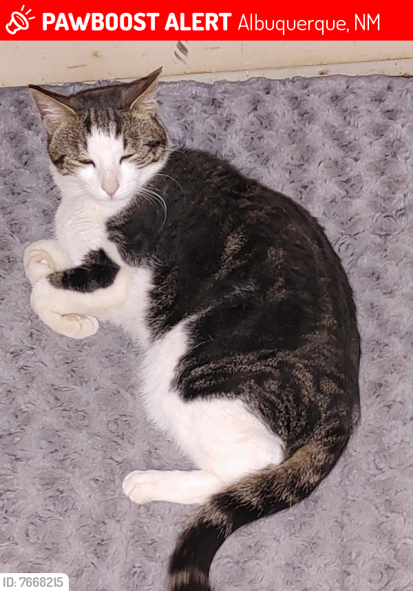 Lost Male Cat last seen Coors and Sequoia, Albuquerque, NM 87120