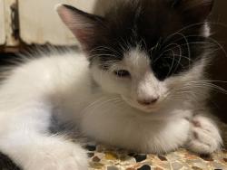 Lost Female Cat last seen 58st and 93rd Ave, Pinellas Park, FL 33782