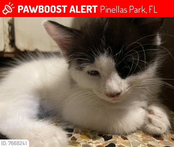 Lost Female Cat last seen 58st and 93rd Ave, Pinellas Park, FL 33782