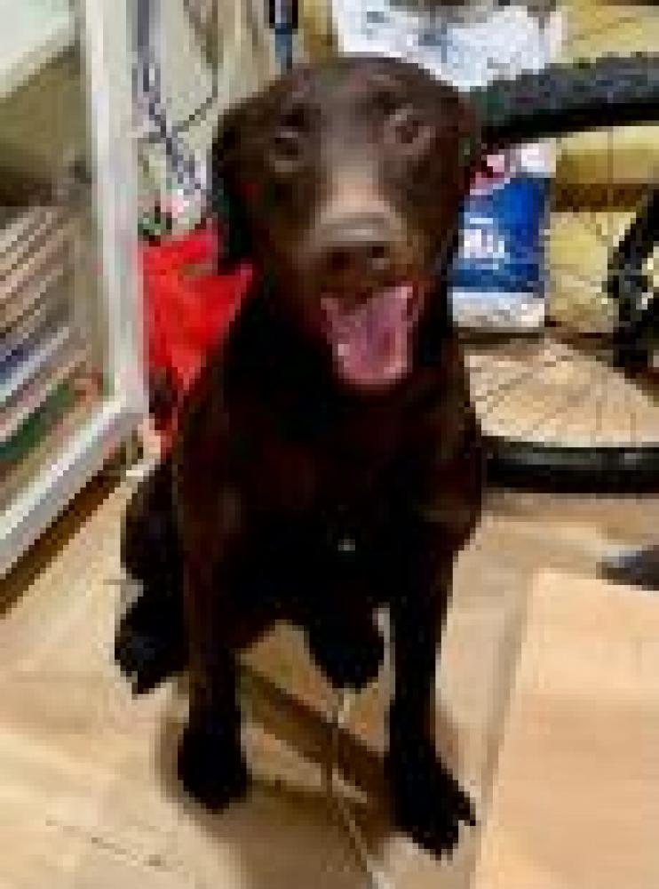 Shelter Stray Female Dog last seen Burke, VA 22015, Fairfax, VA 22032
