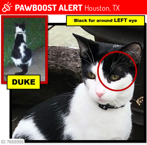Lost Male Cat last seen On Viking between Donna Bella and Rosslyn, Houston, TX 77018