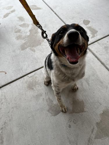 Found/Stray Male Dog last seen Clearpark Circle, San Jose, CA 95136