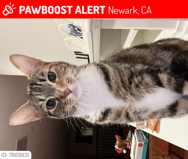 Lost Female Cat last seen Forbes , Newark, CA 94560