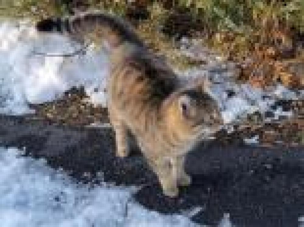 Shelter Stray Unknown Cat last seen Oakton, VA 22124, Fairfax, VA 22032