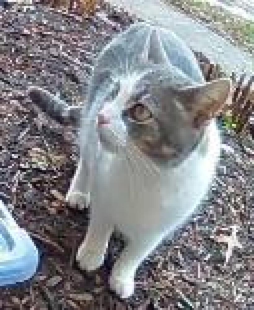 Shelter Stray Female Cat last seen Wolf Trap, VA 22182, Fairfax, VA 22032