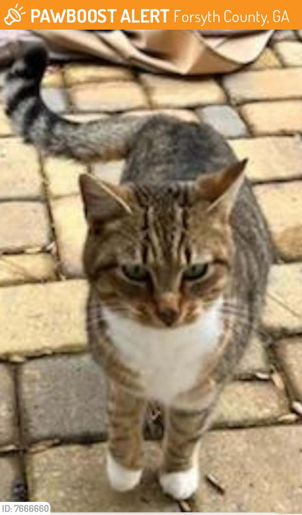 Surrendered Female Cat last seen Seneca ave, Forsyth County, GA 30041