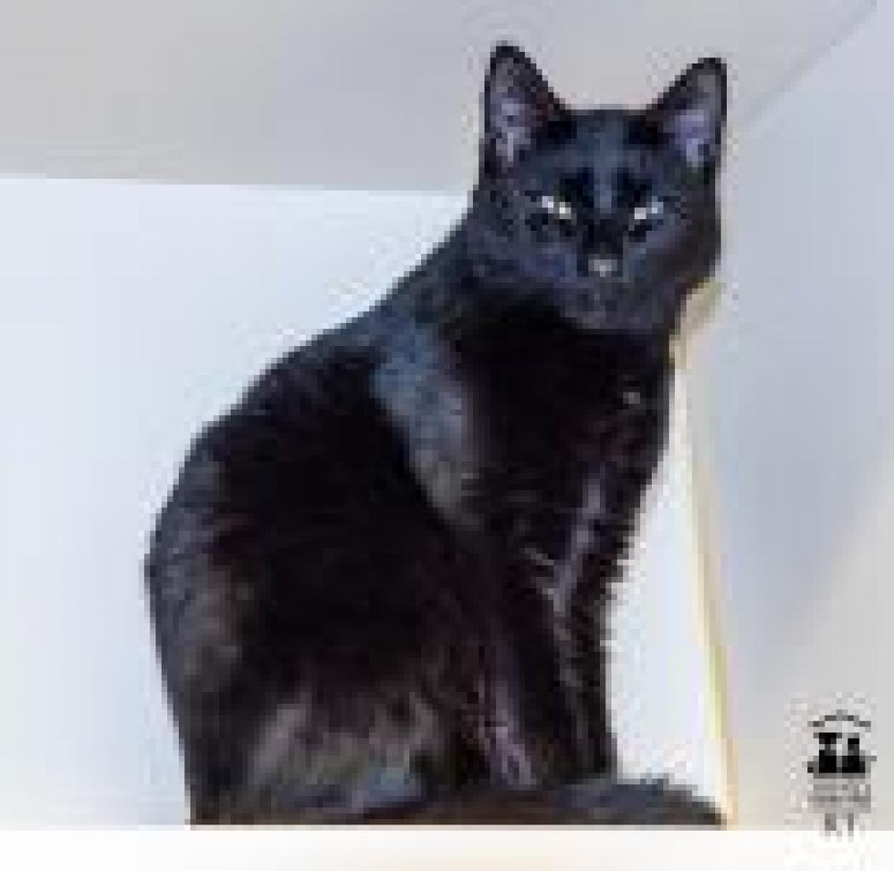 Shelter Stray Male Cat last seen , Fairfax, VA 22032