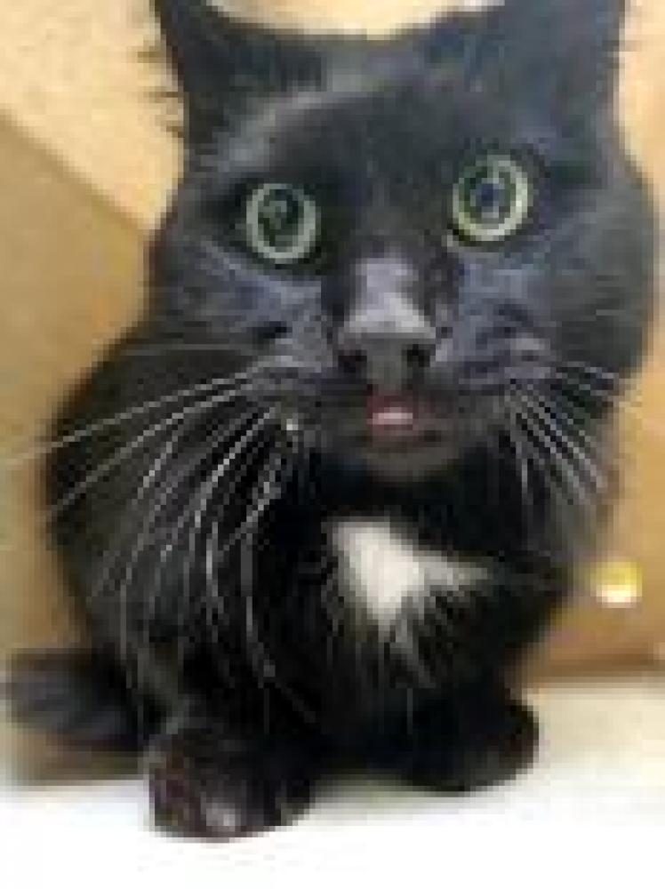 Shelter Stray Male Cat last seen Centreville, VA 20121, Fairfax, VA 22032