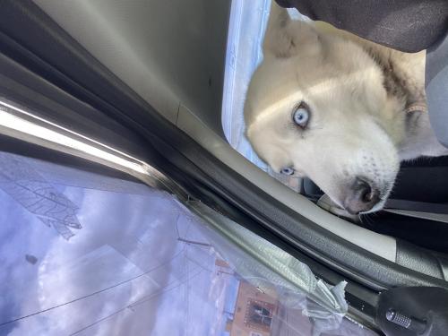 Found/Stray Male Dog last seen Frontage Northeast, Albuquerque, NM 87102