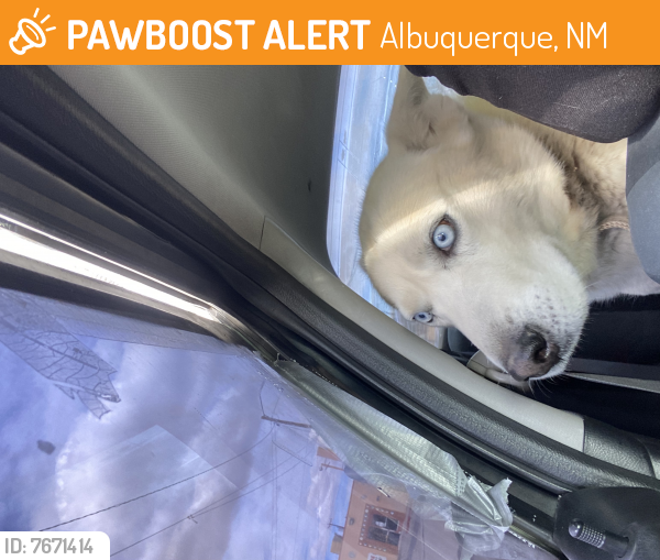 Found/Stray Male Dog last seen Frontage Northeast, Albuquerque, NM 87102