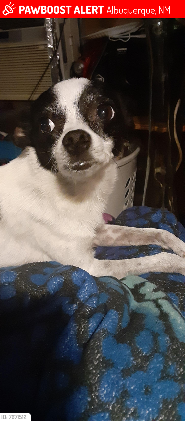 Lost Female Dog last seen Yale and Lead, Albuquerque, NM 87106
