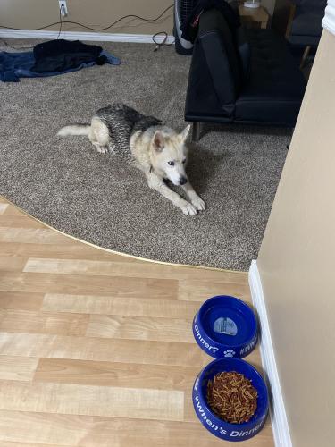 Found/Stray Male Dog last seen Frontage Northeast , Albuquerque, NM 87102