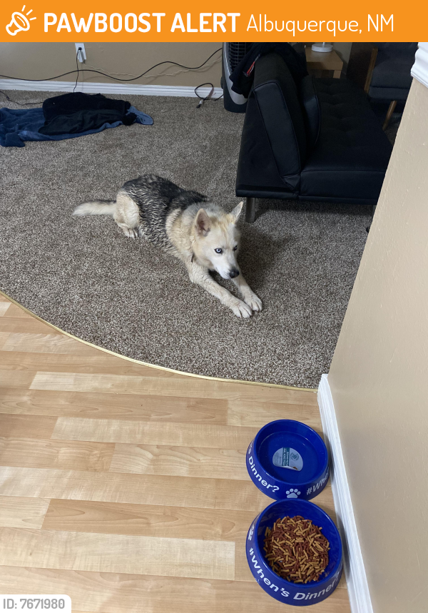 Found/Stray Male Dog last seen Frontage Northeast , Albuquerque, NM 87102