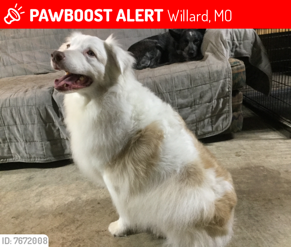 Lost Male Dog last seen FR 115, Highway BB, Willard, MO 65781