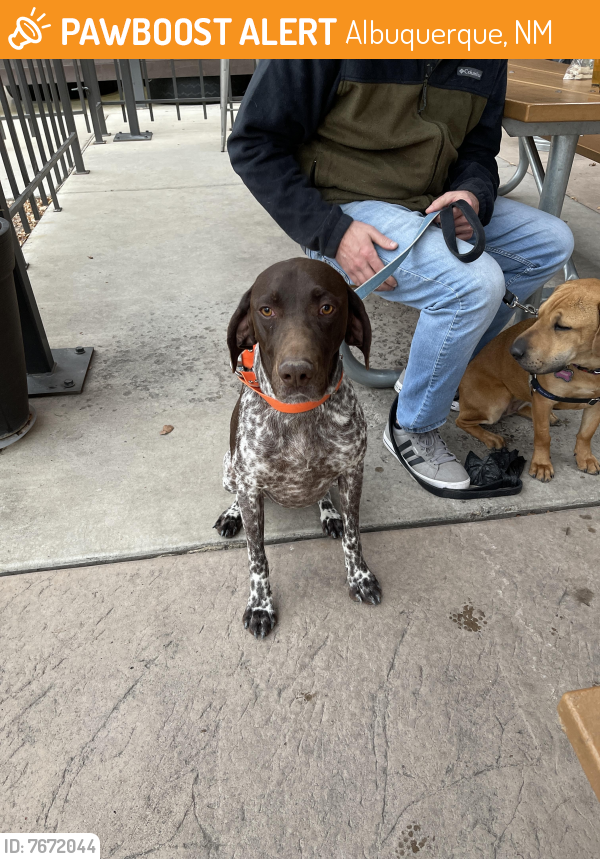 Found/Stray Male Dog last seen Irving unser , Albuquerque, NM 87114