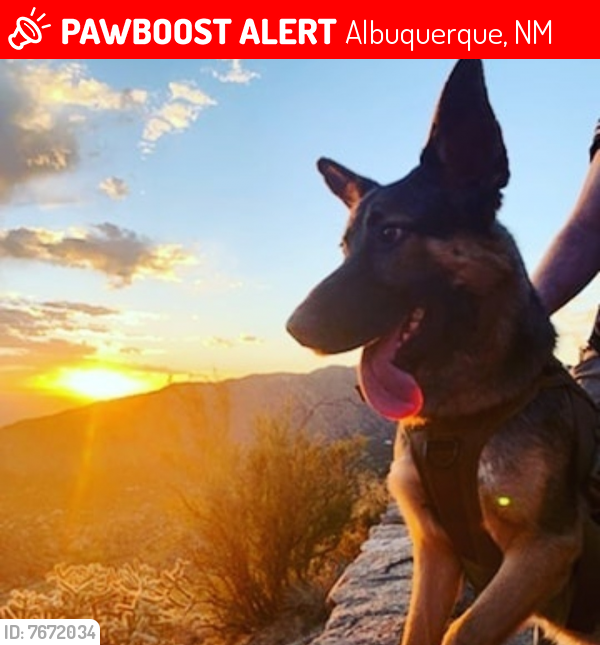 Lost Male Dog last seen Desert greene golfcourse , Albuquerque, NM 87114
