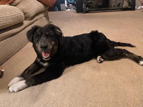 Found/Stray Male Dog last seen I40 and Coors NE, Albuquerque, NM 87120