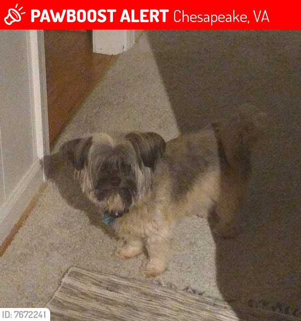 Lost Male Dog last seen Chesapeake Regional airport, Chesapeake , Chesapeake, VA 23322
