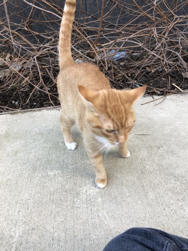 Found/Stray Unknown Cat last seen 3rd St SW + M St SW, right outside 301 M apmt building, Washington, DC 20024