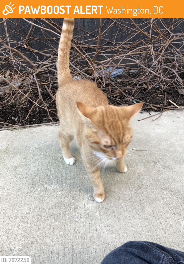 Found/Stray Unknown Cat last seen 3rd St SW + M St SW, right outside 301 M apmt building, Washington, DC 20024