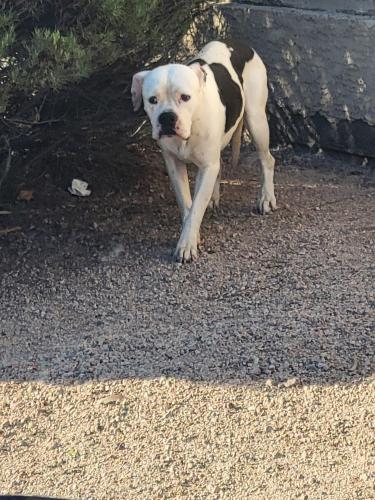 Found/Stray Male Dog last seen 43rd ave and Olive , Glendale, AZ 85302