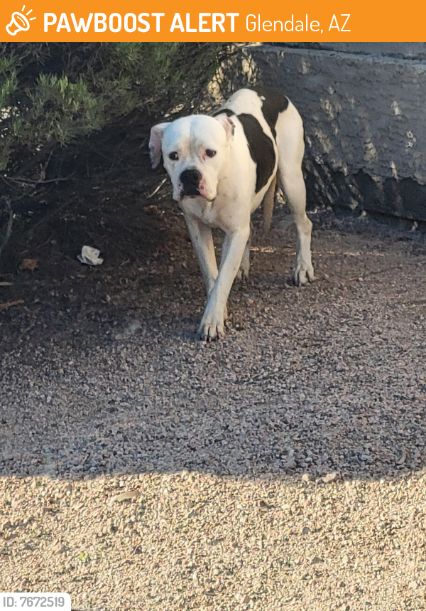 Found/Stray Male Dog last seen 43rd ave and Olive , Glendale, AZ 85302